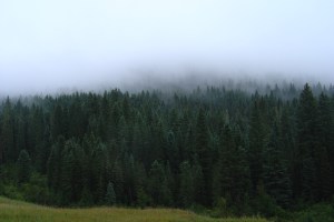 Another pic of the fog and trees