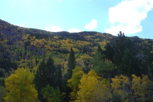 The contrast between the green and the yellow