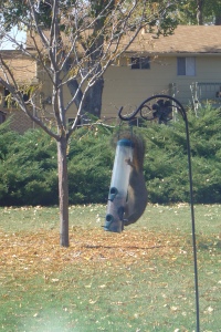 Like hanging upside down on a birdfeeder and eating seed through a tiny hole.