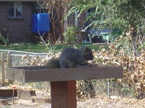 Big, fat squirrel eating our birdseed!