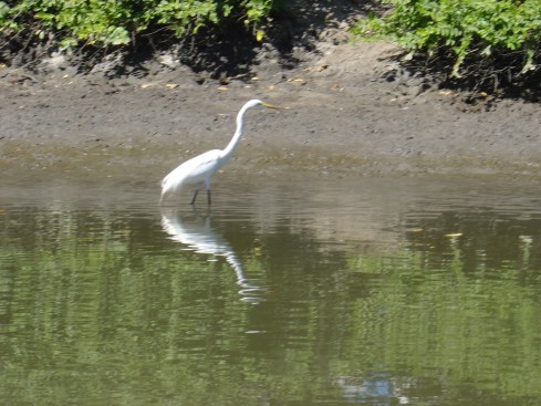 dsc03266 A Crane with his skinny little legs