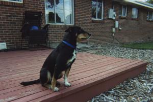 Watching for squirrels