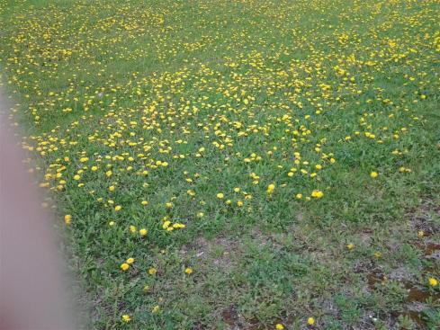 20130531_123101 (Large)